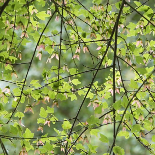 Cretan Maple