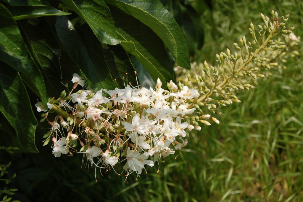 One of white flower spikes of Aesculus californica