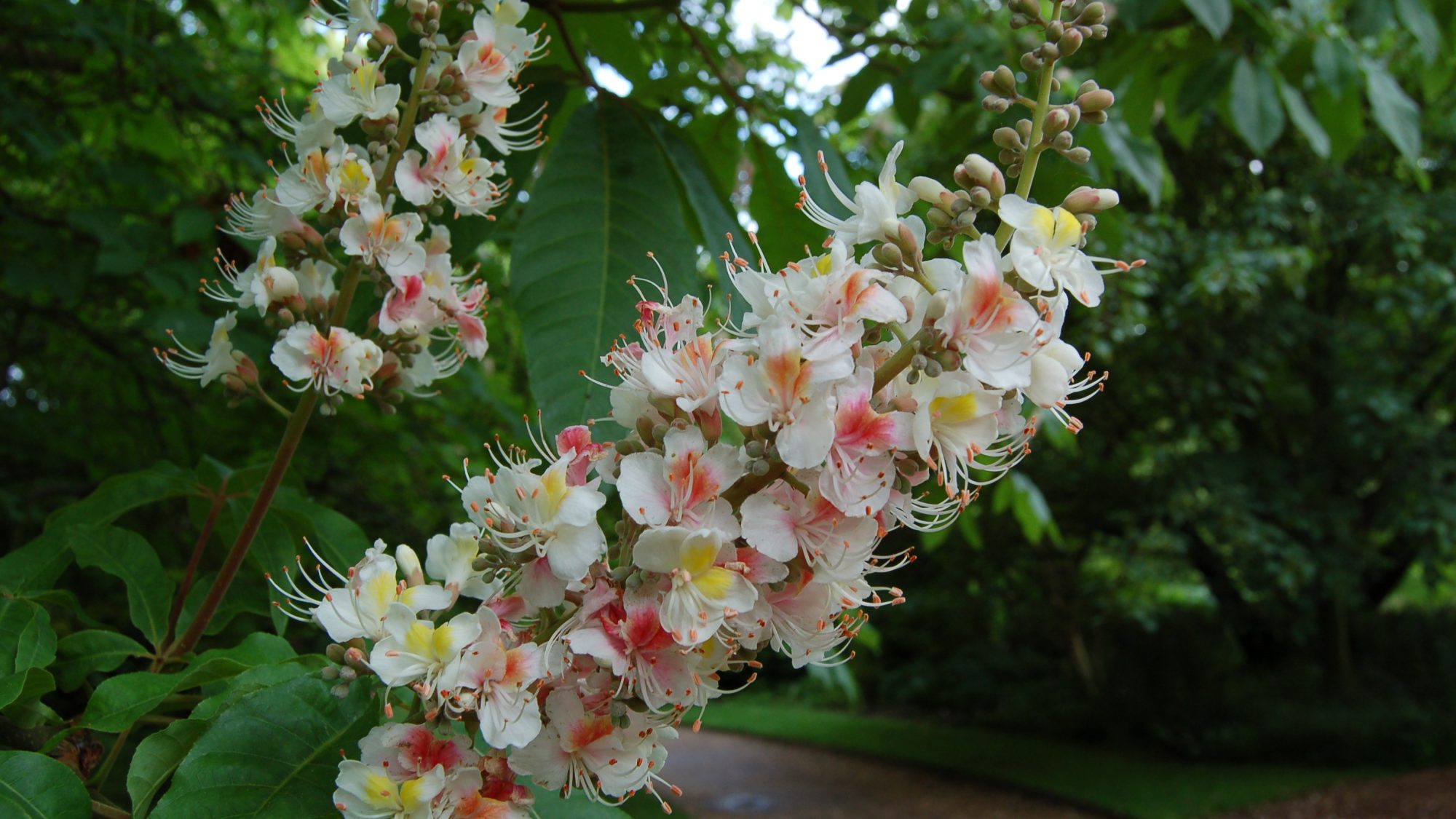 The small white-pink flowers of the Californian Buckeye tree.