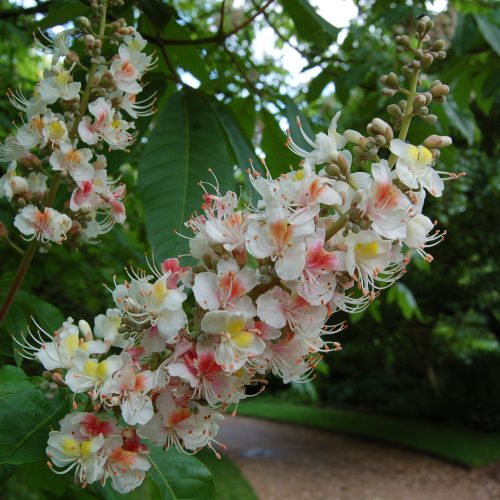 Californian Buckeye