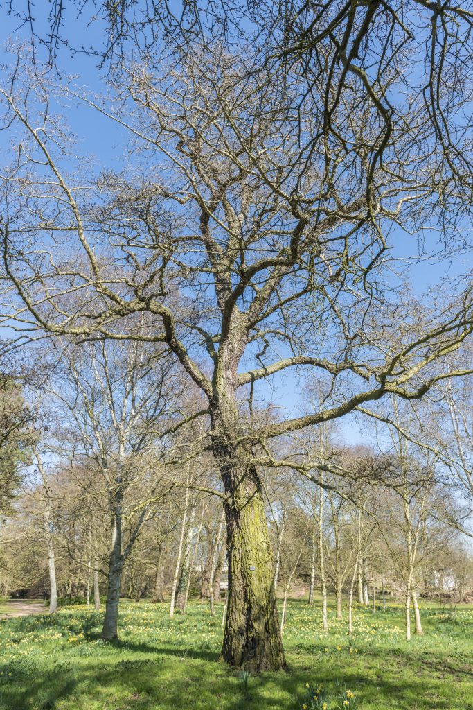 Alnus subcordata at the end of the Fairway.