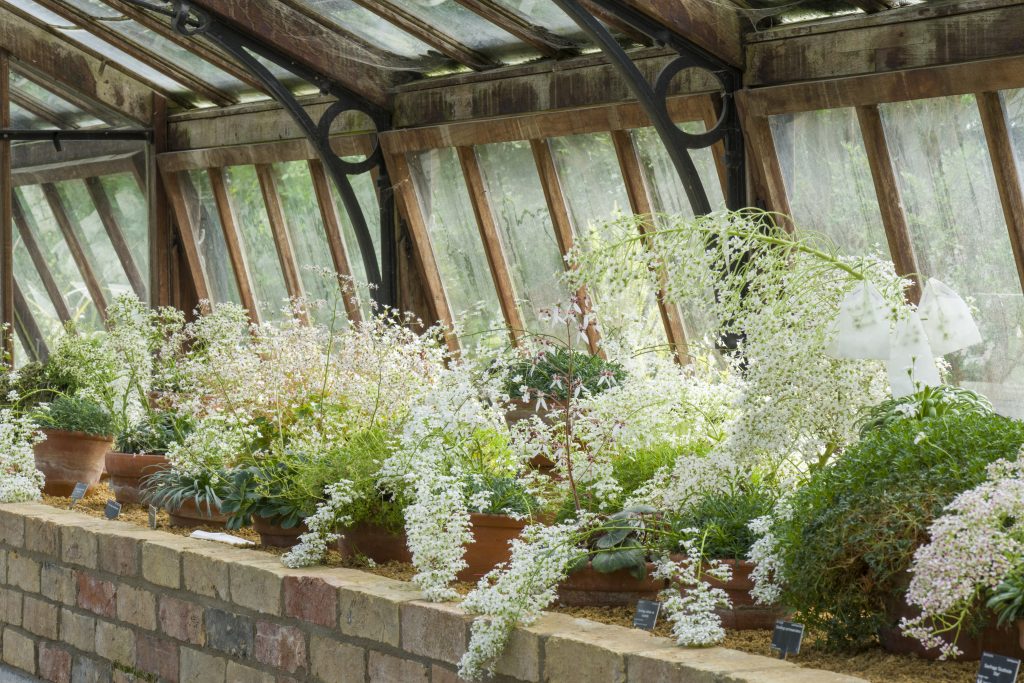 Collections of white trailing flowers in a glasshouse.