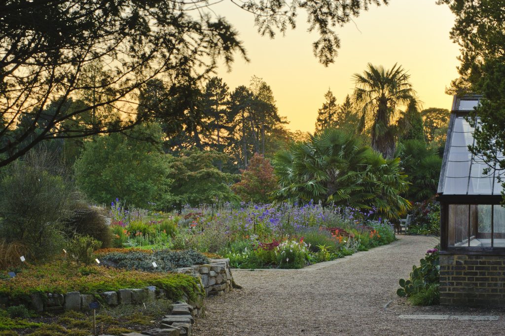 Quercus suber next to a glasshouse at sunrise.