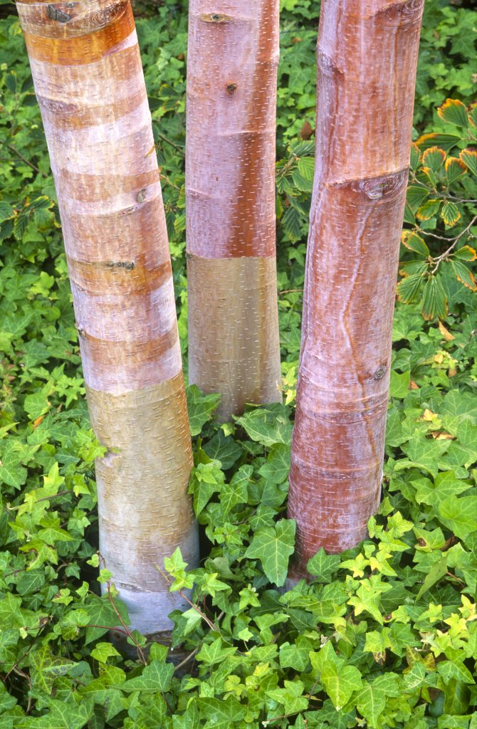 The tree trunks of three birch trees.