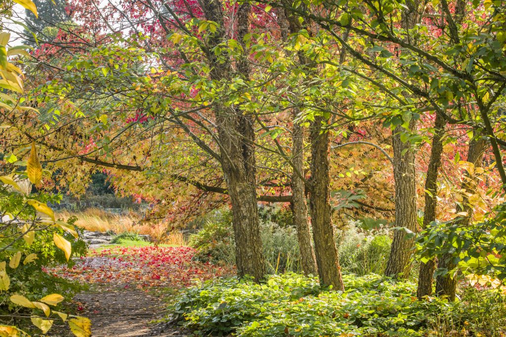 Birch trees line a woodland path in autumn.
