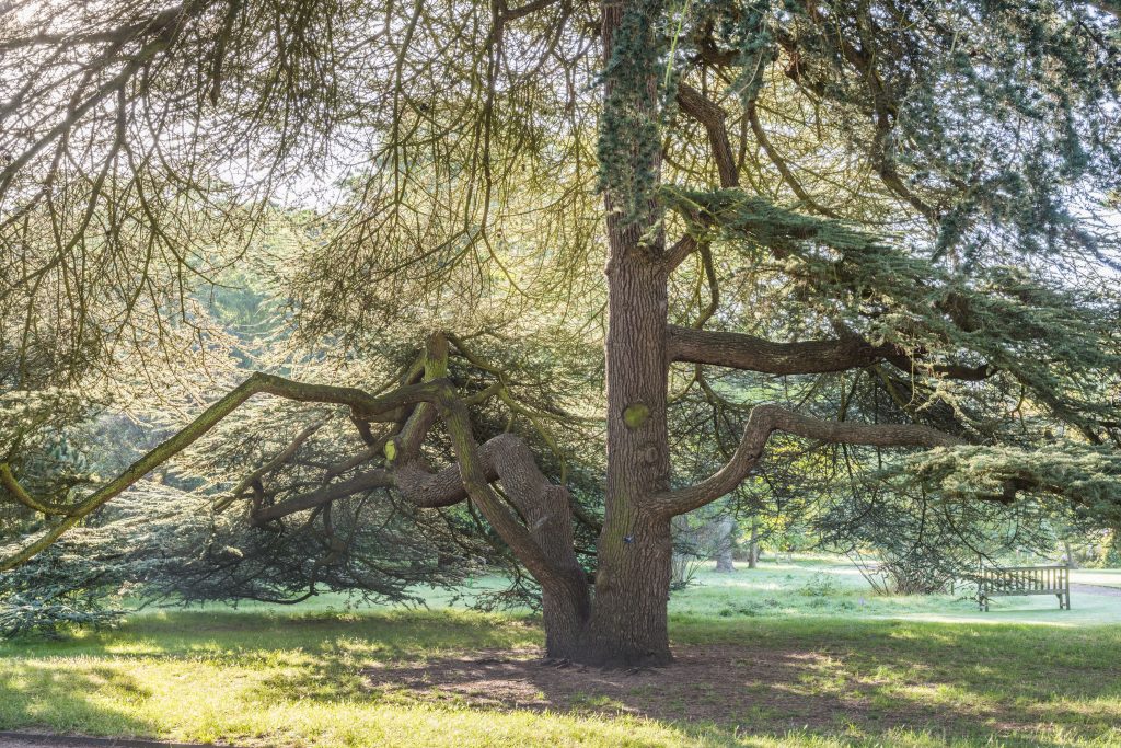 The large Atlantic Cedar tree in sunlight.