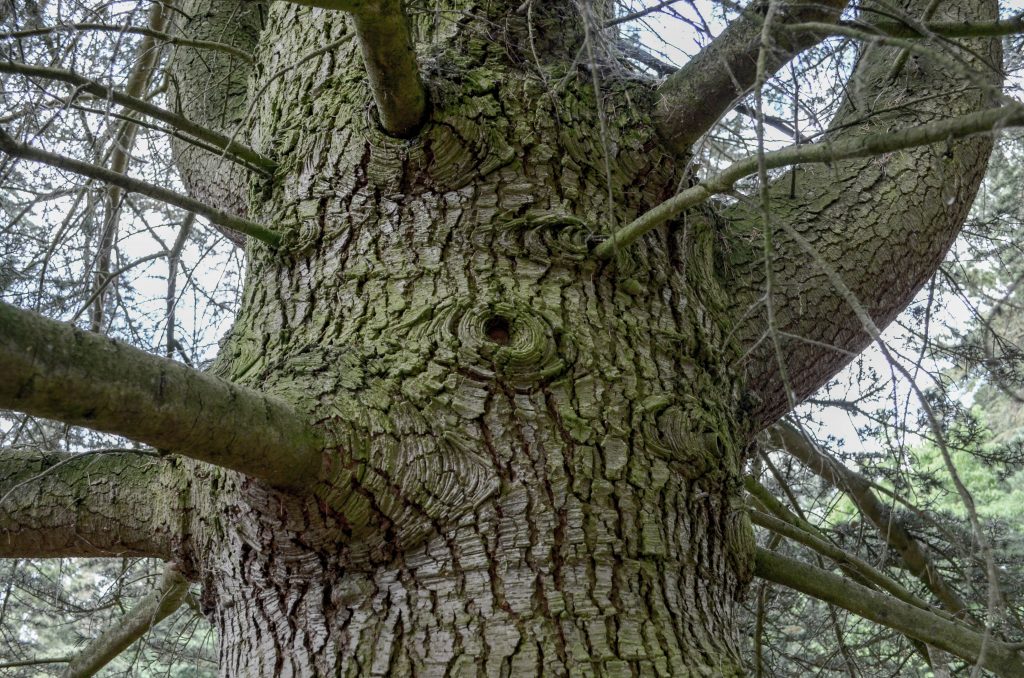 The trunk of the Cedar of Lebanon.