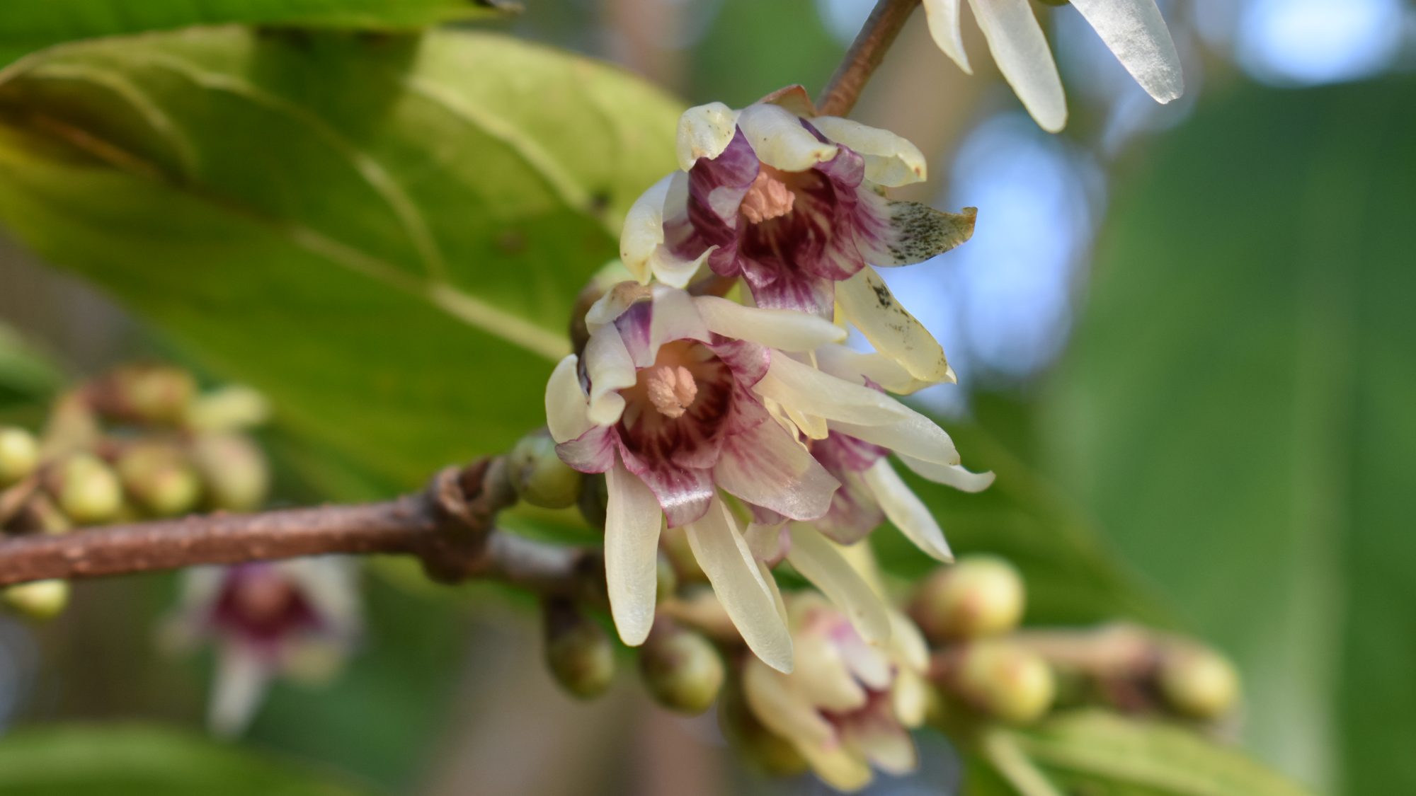 Chimonanthus praecox