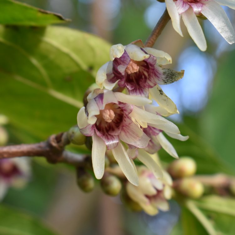 Chimonanthus praecox