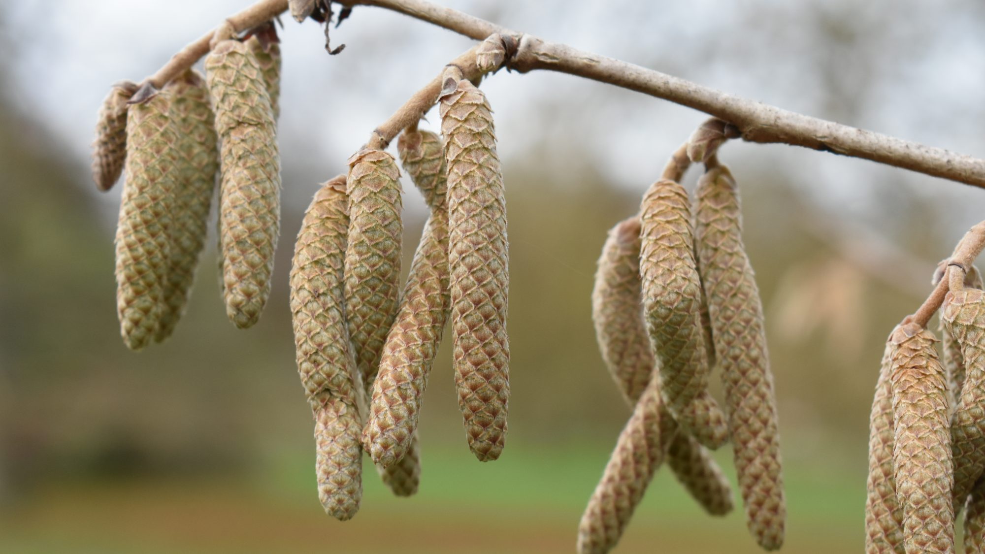 Downy, pale brown catkins.