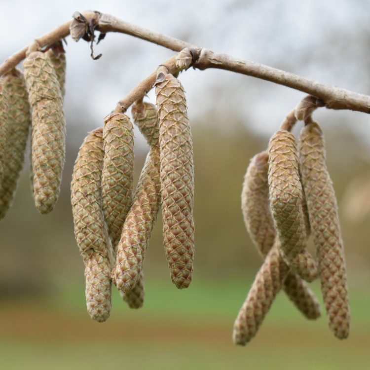 Corylus colurna
