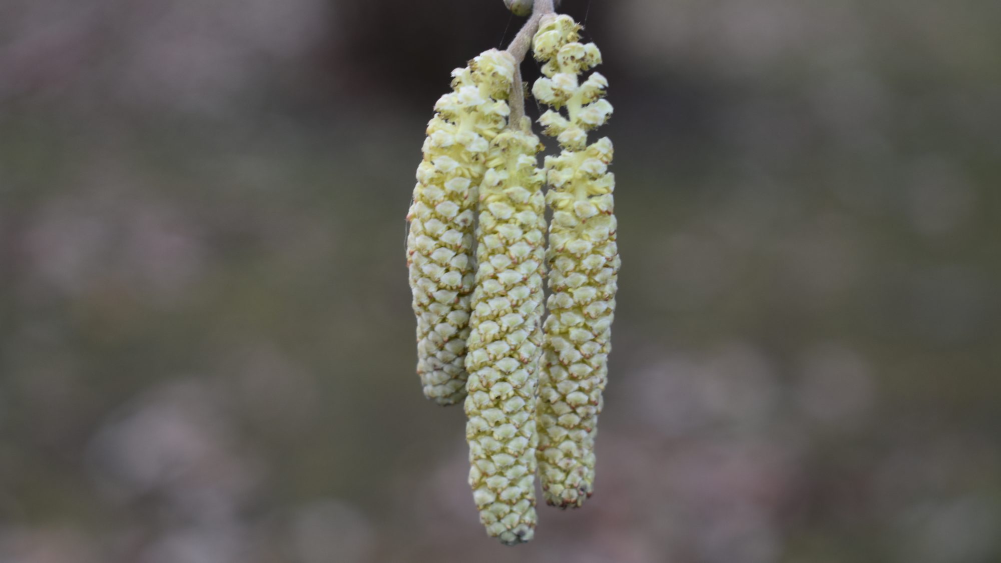 Corylus maxima