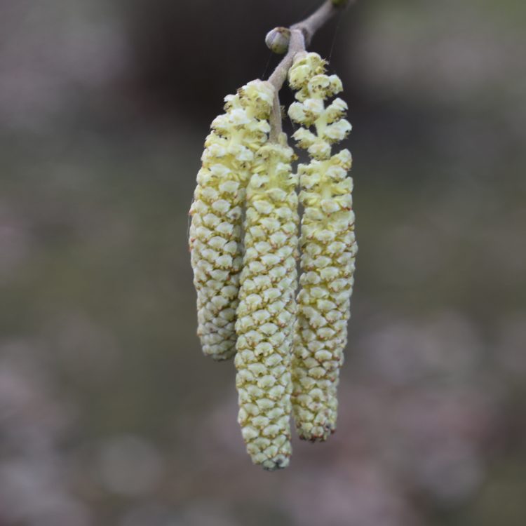 Corylus maxima