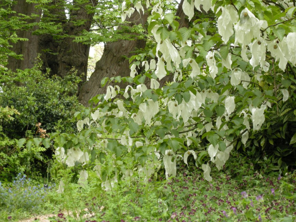 The handkerchief tree in the Woodland Garden.