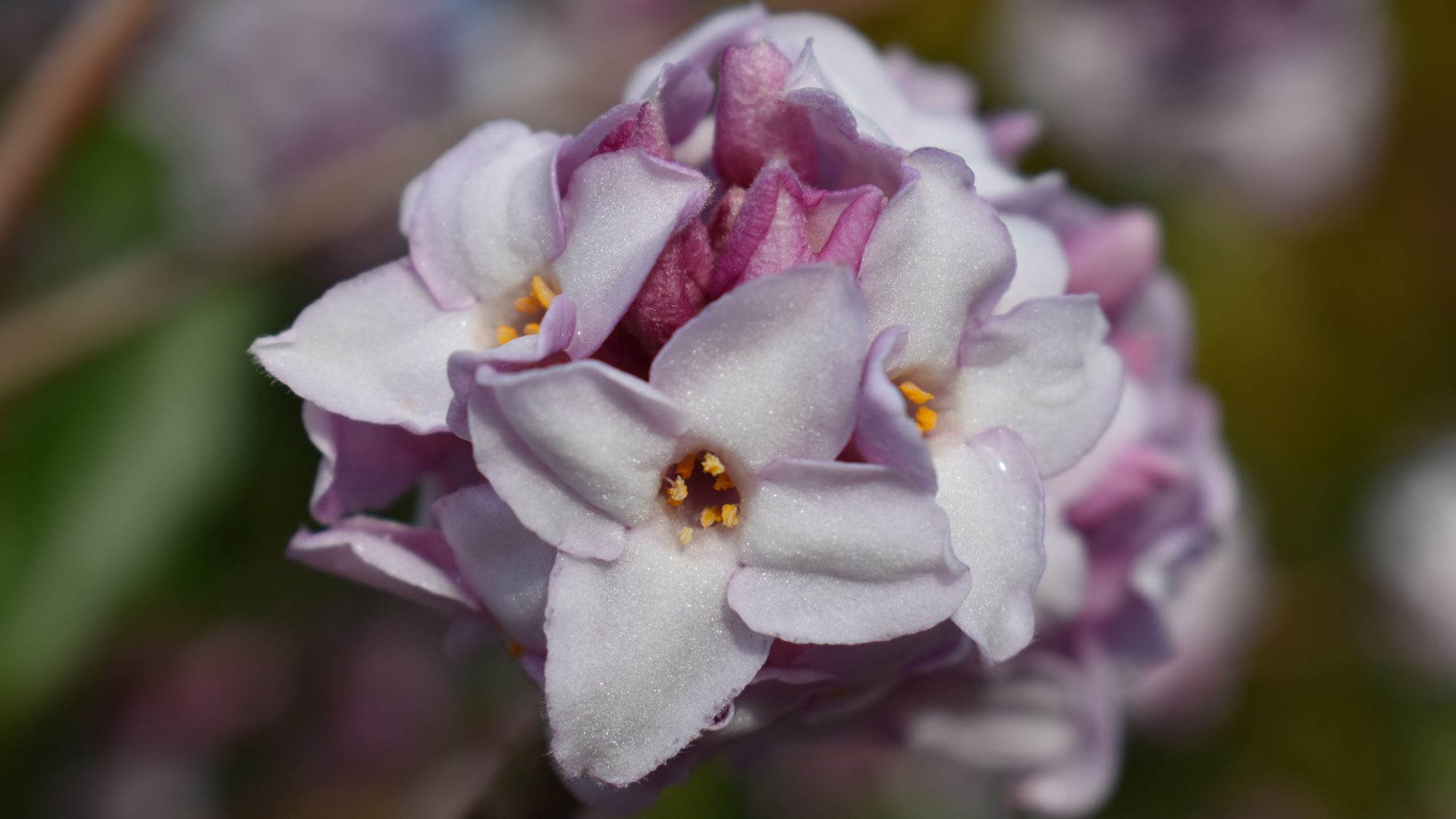 Pink cluster of flowers.