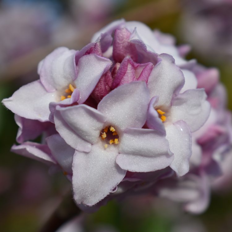 Daphne bholua ‘Jacqueline Postill’