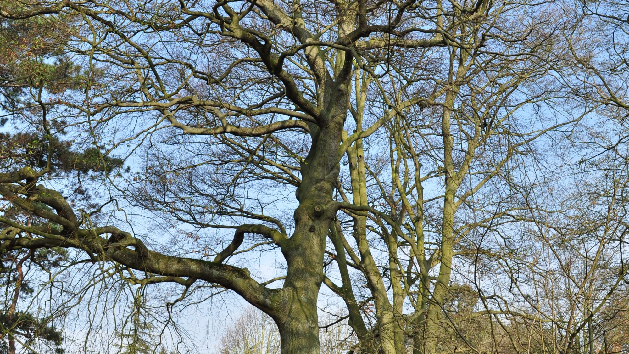 A beech tree next to a garden path.