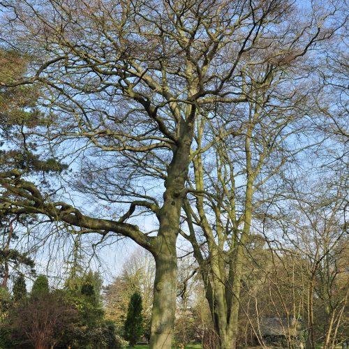 Common Beech and variants