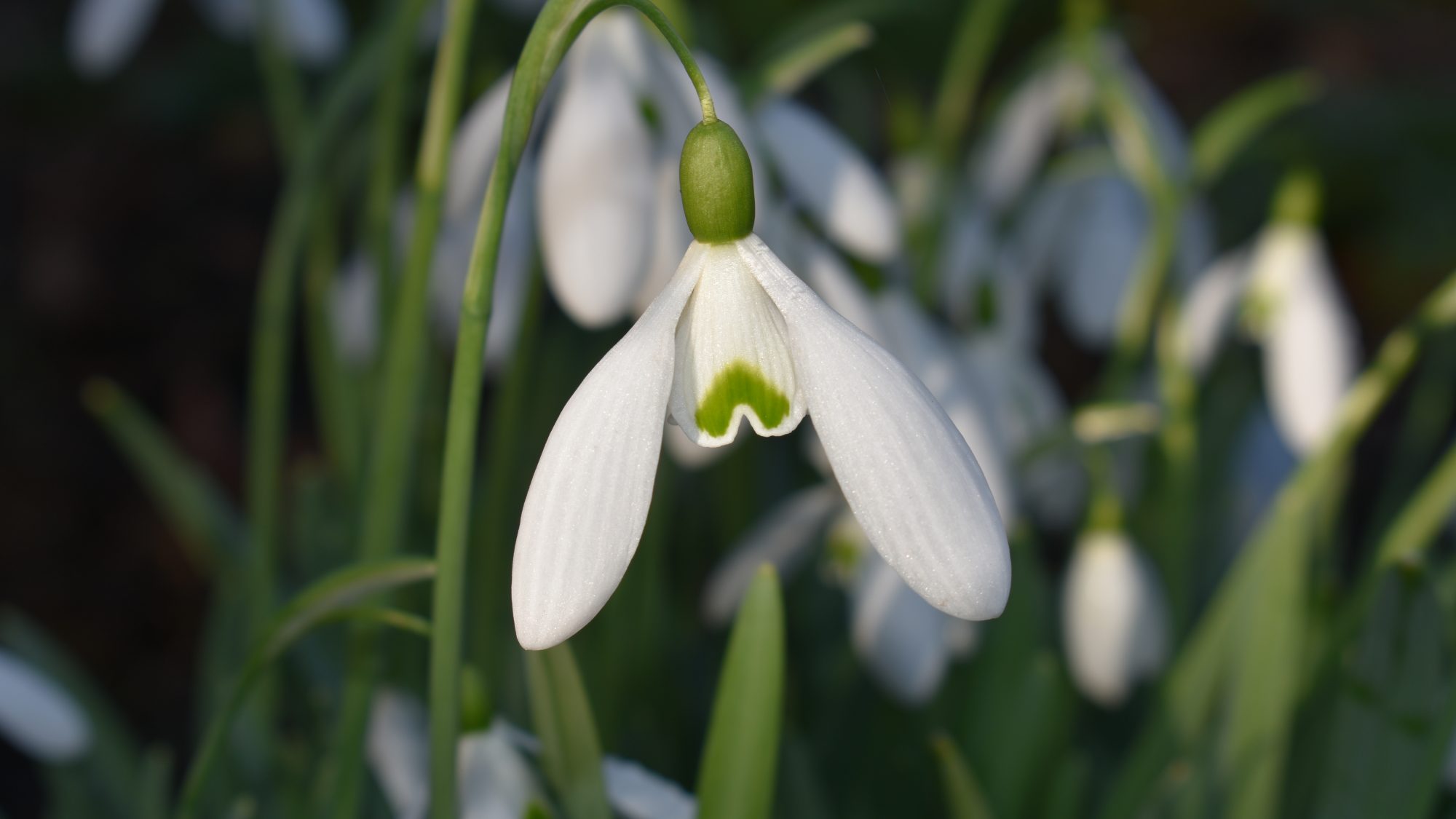 Elegant drooping white flower.
