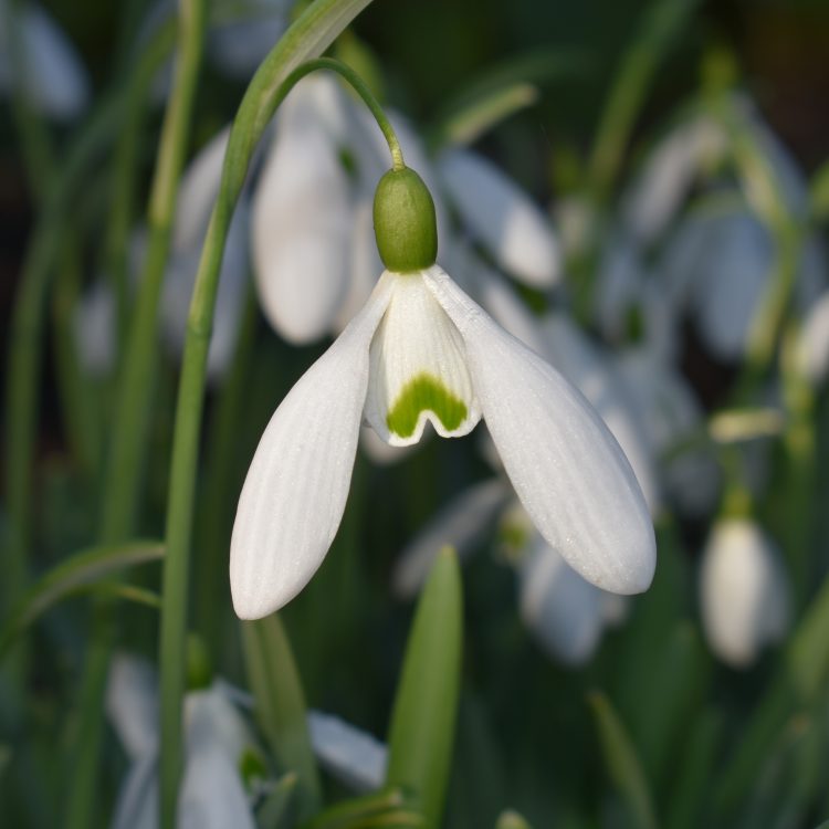 Galanthus ‘Magnet’