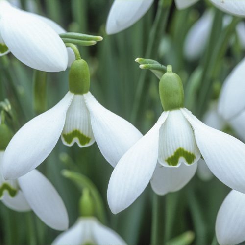Snowdrop Trail