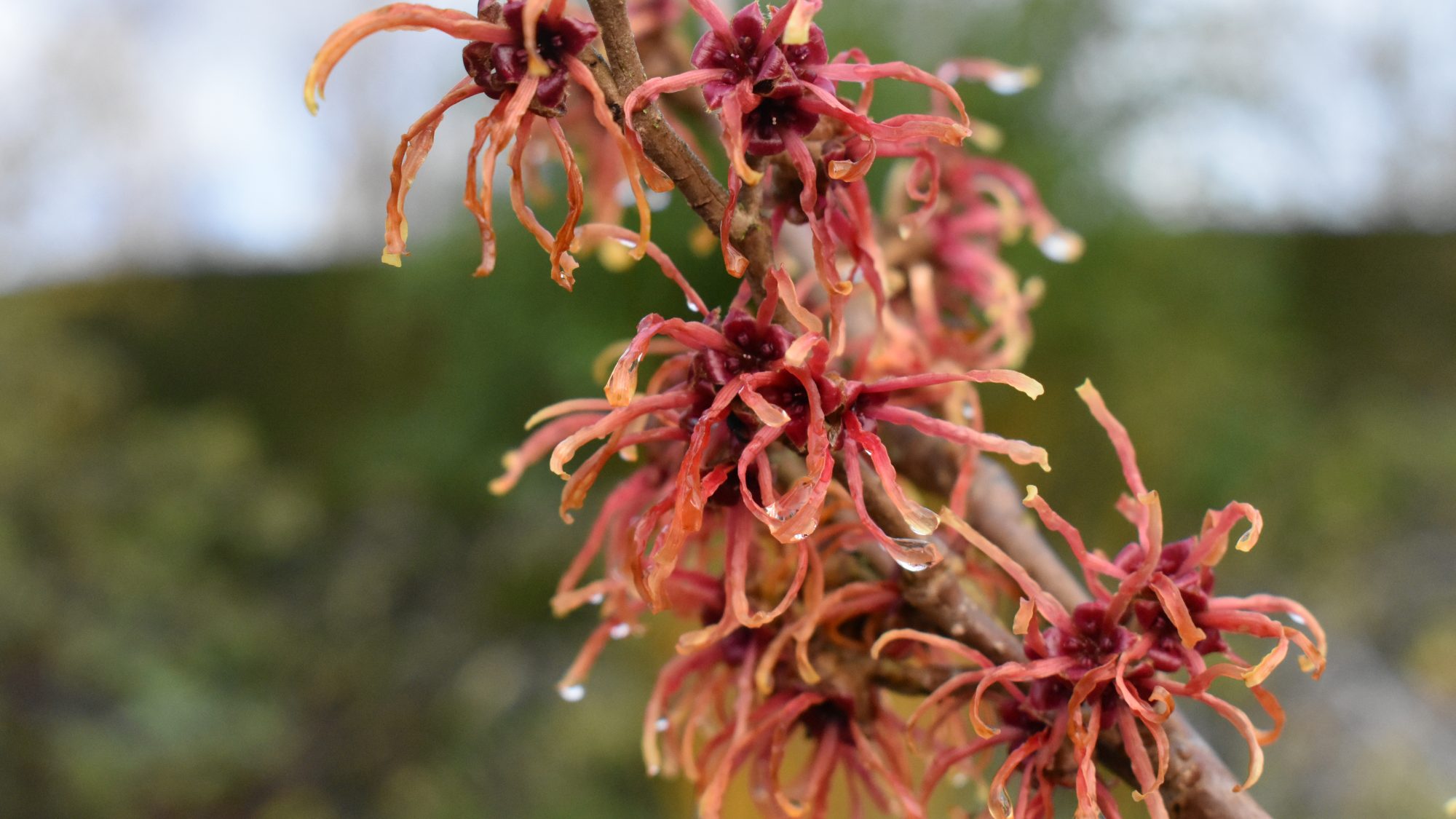 Hamamelis x intermedia 'Jelena'