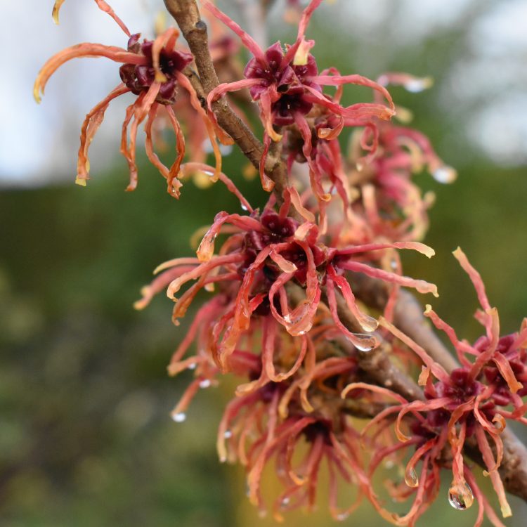 Hamamelis x intermedia ‘Jelena’