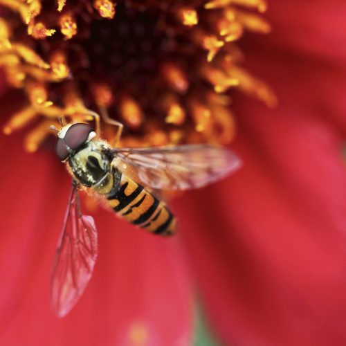 BioBlitz 2022 with the Museum of Zoology