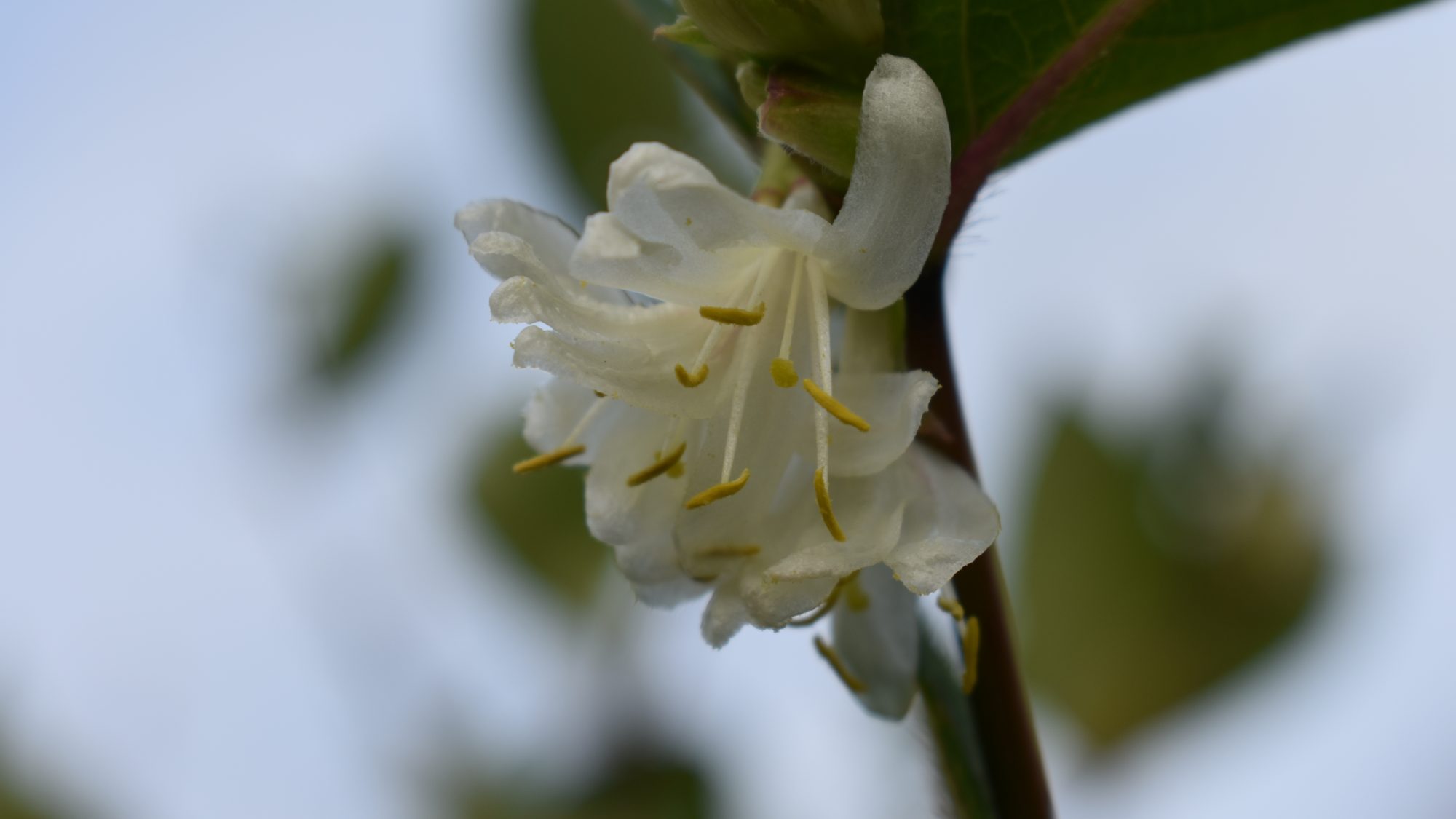 Lonicera x purpusii