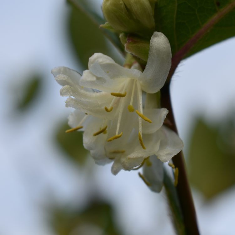 Lonicera x purpusii