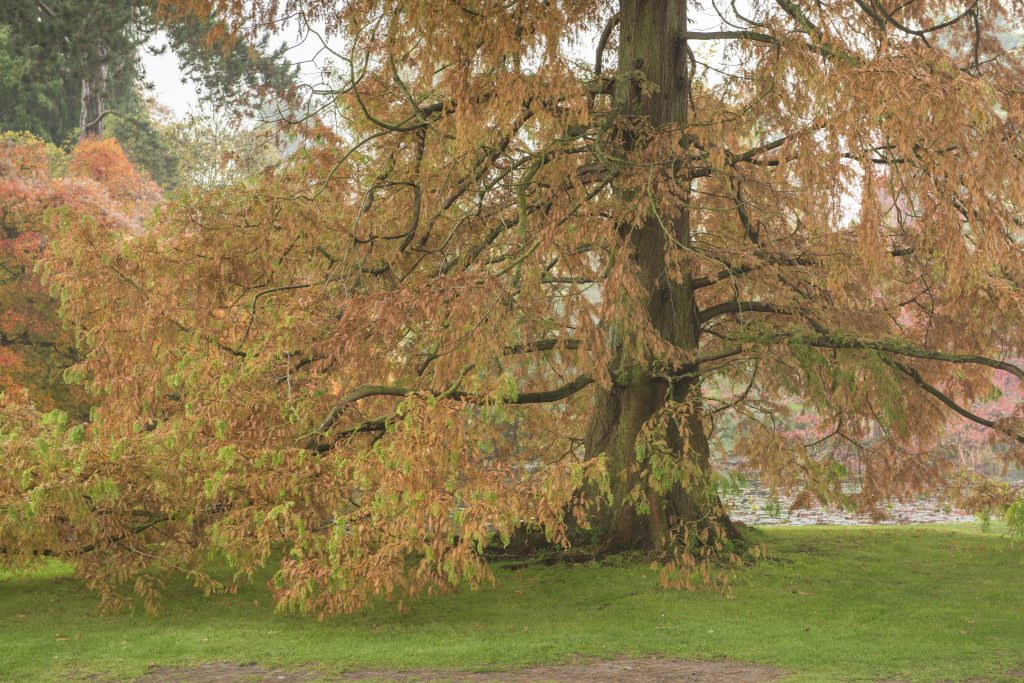 The Dawn Redwood by the Lake in autumn.