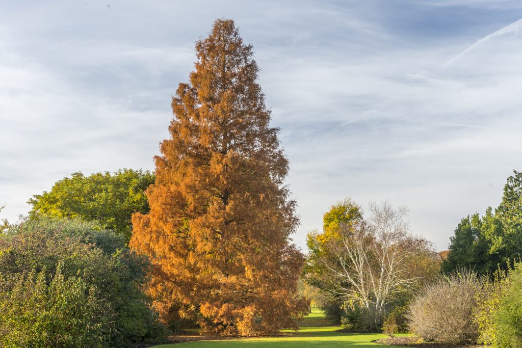 Metasequoia glyptostroboides in Autumn in the garden.