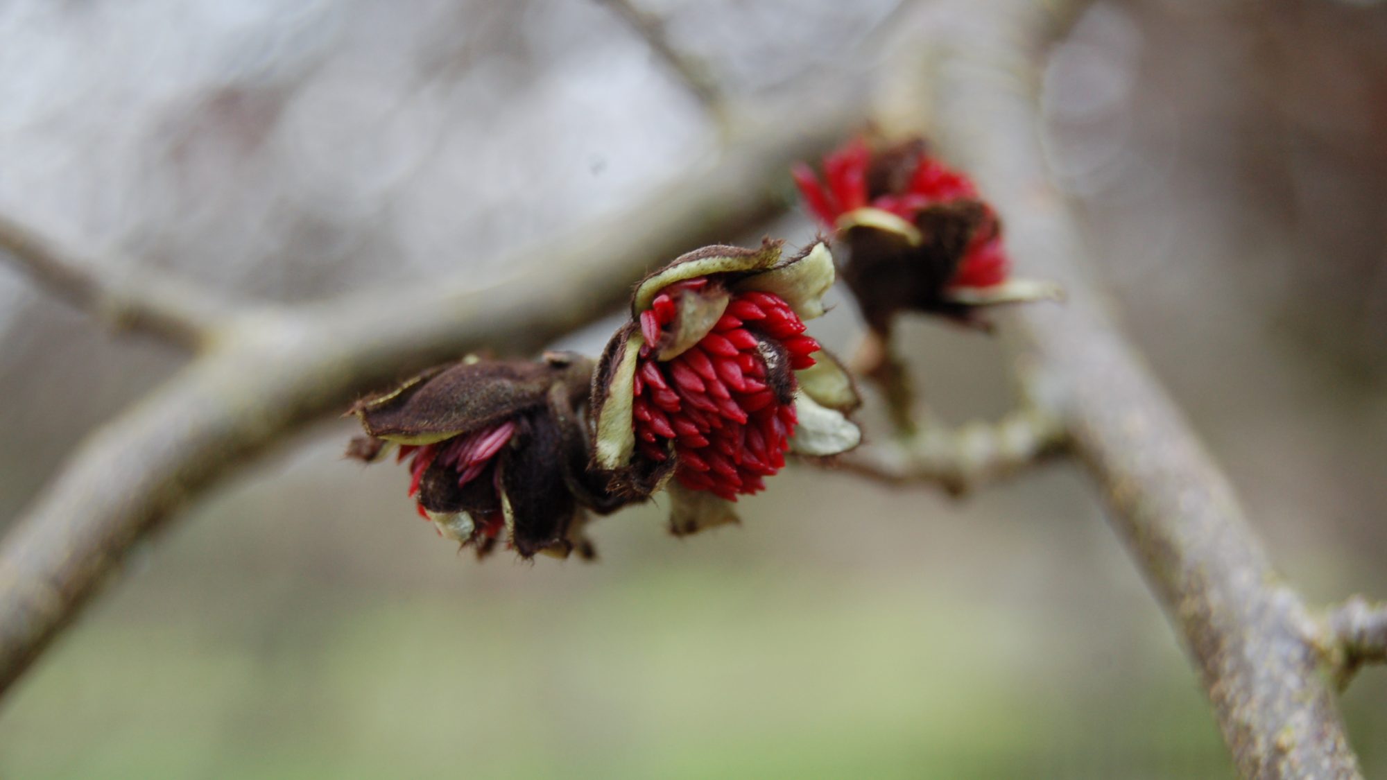Parrotia persica
