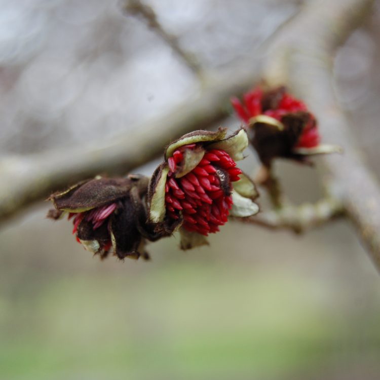 Parrotia persica