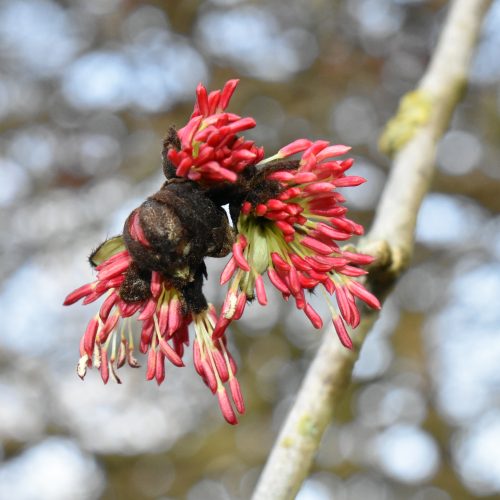 Plant picks of the week