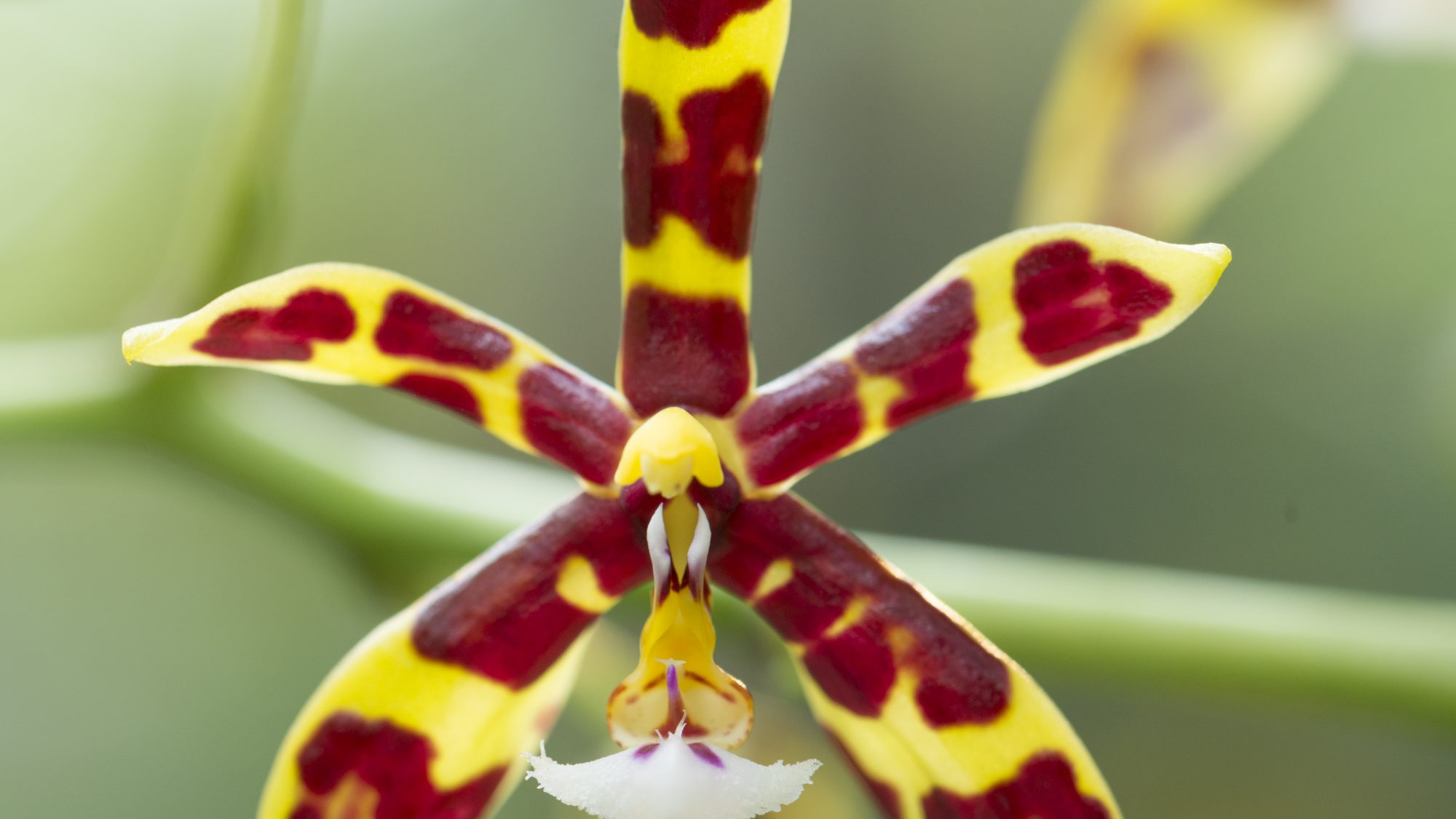 Dendrobium Orchid.