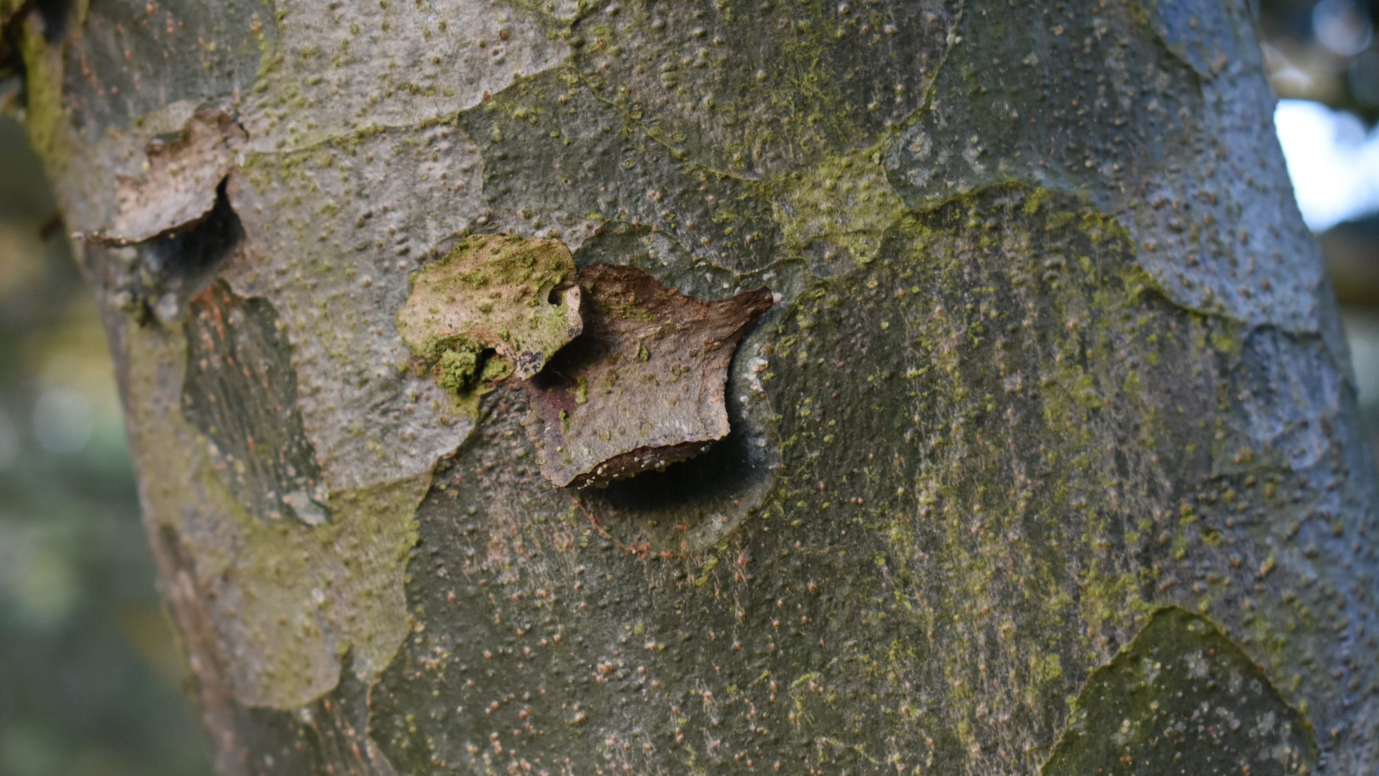 Pinus bungeana