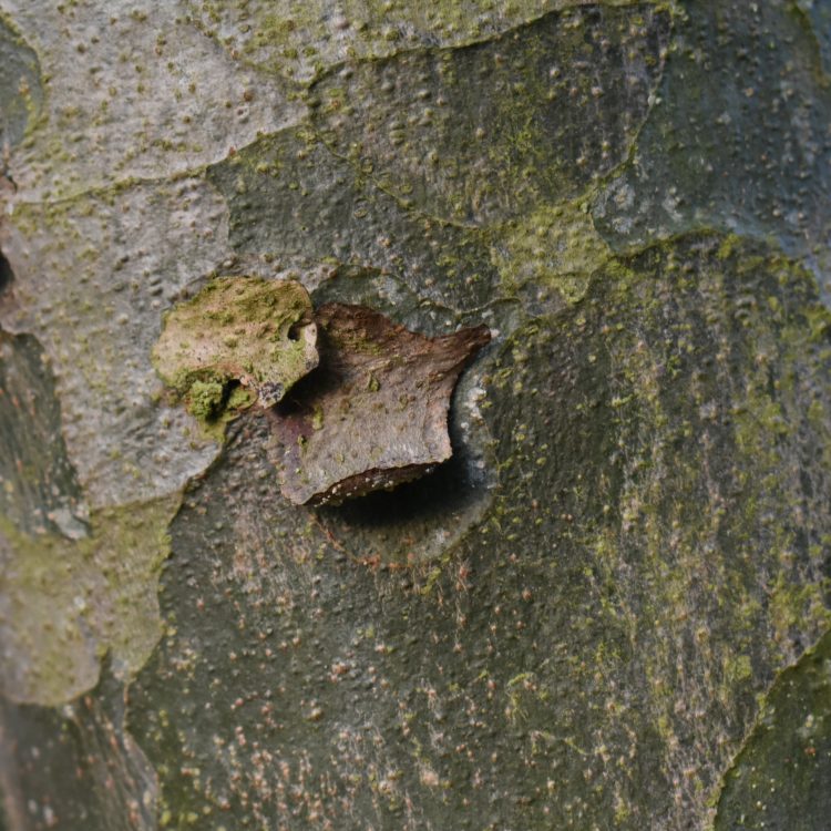 Pinus bungeana