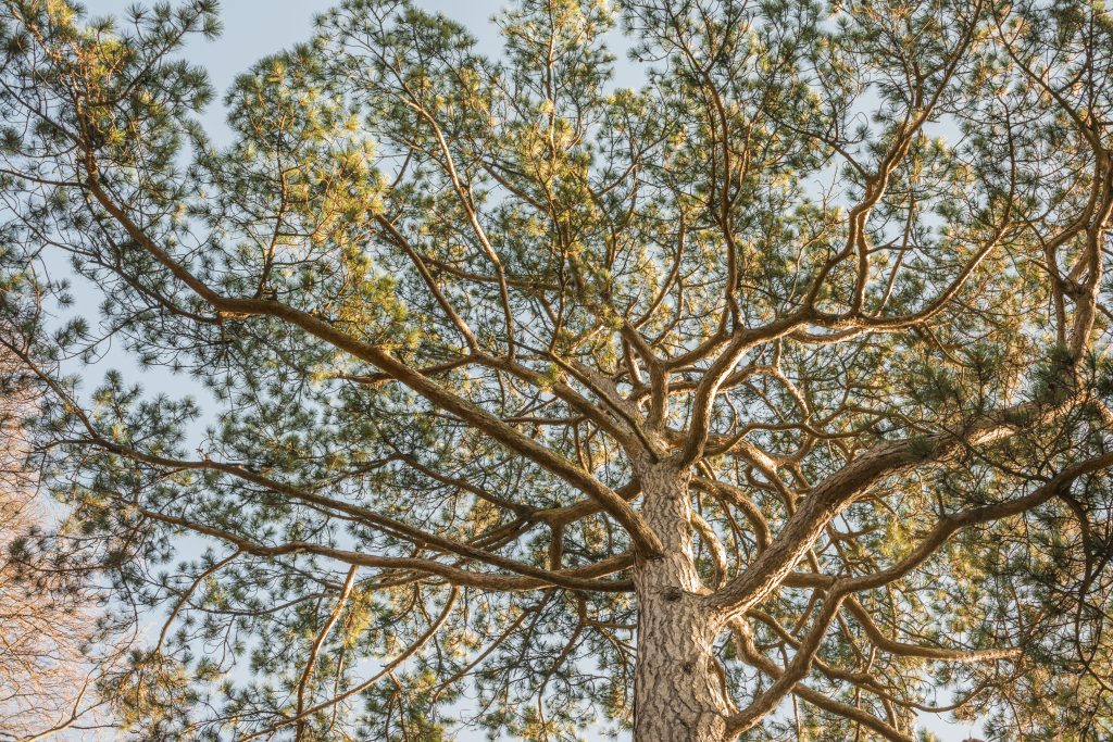 Pinus nigra ssp. salzmannii branching out against the sky.