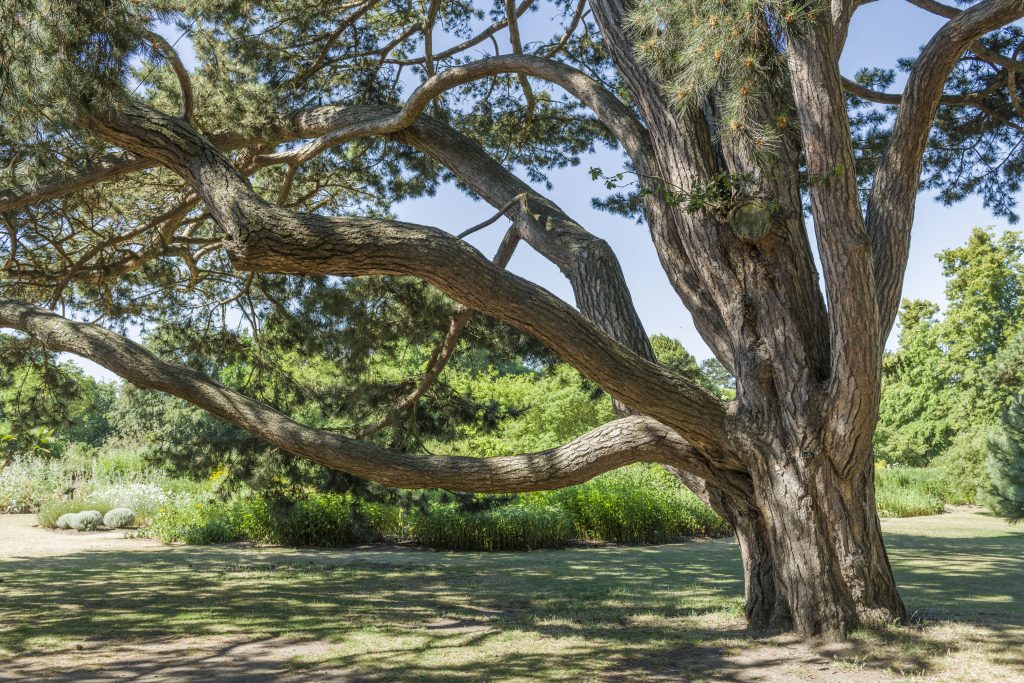 Pinus nigra subsp. pallasiana next to the Systematic Beds.