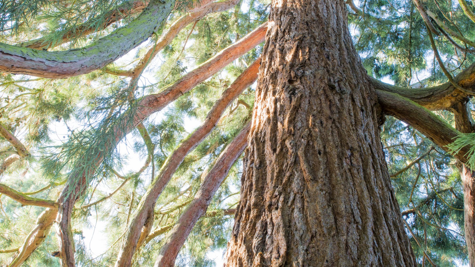 The Giant Redwood viewed from the base of the trunk.