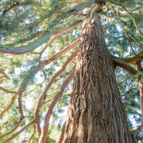 Giant Redwood