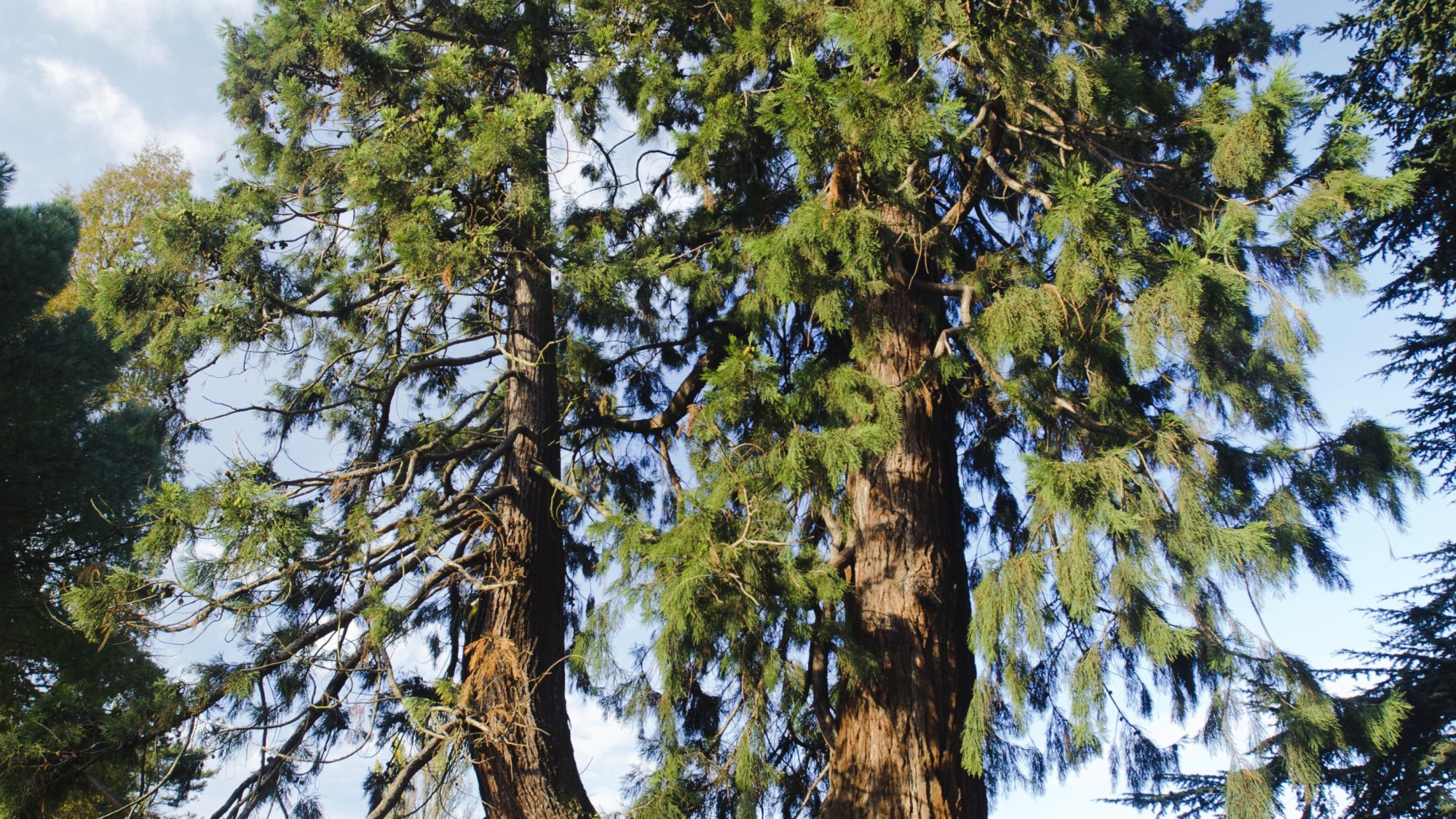 Giant Redwood tree against a blue sky.