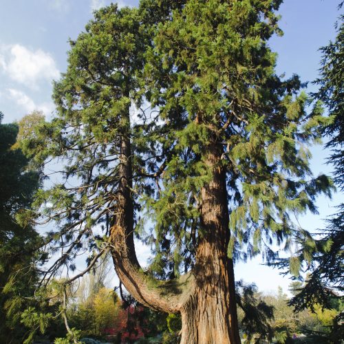 How Big? Measuring the largest trees in the Botanic Garden