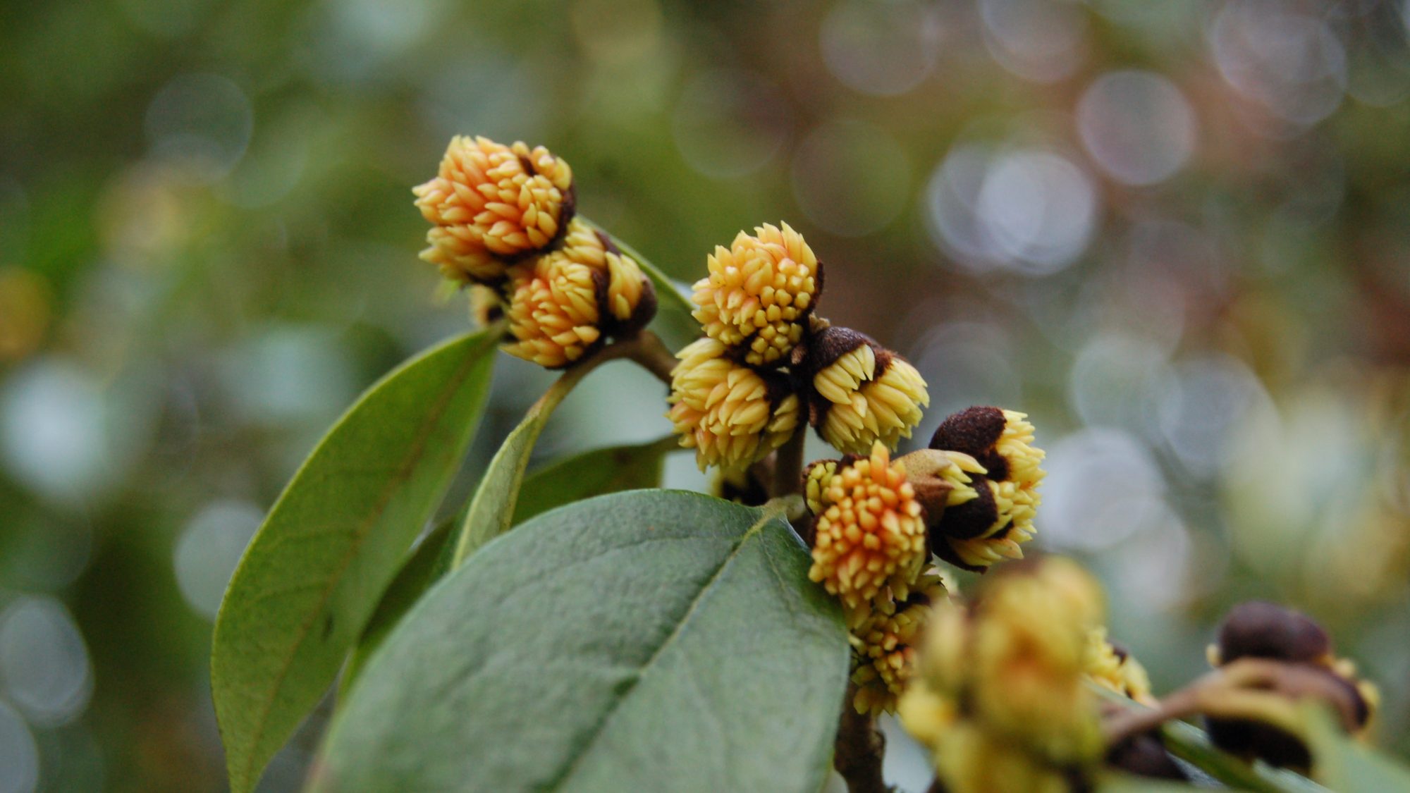 Sycopsis sinensis