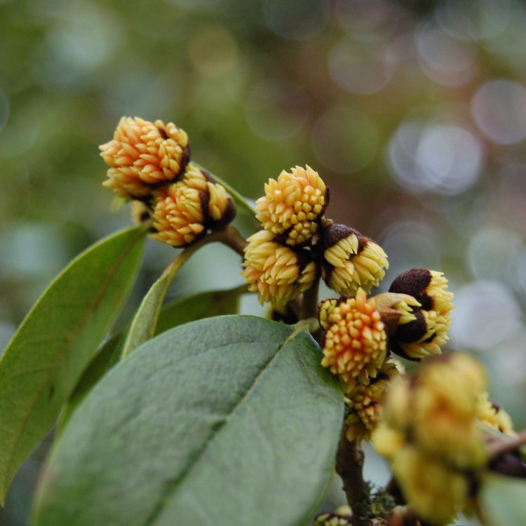 Sycopsis sinensis