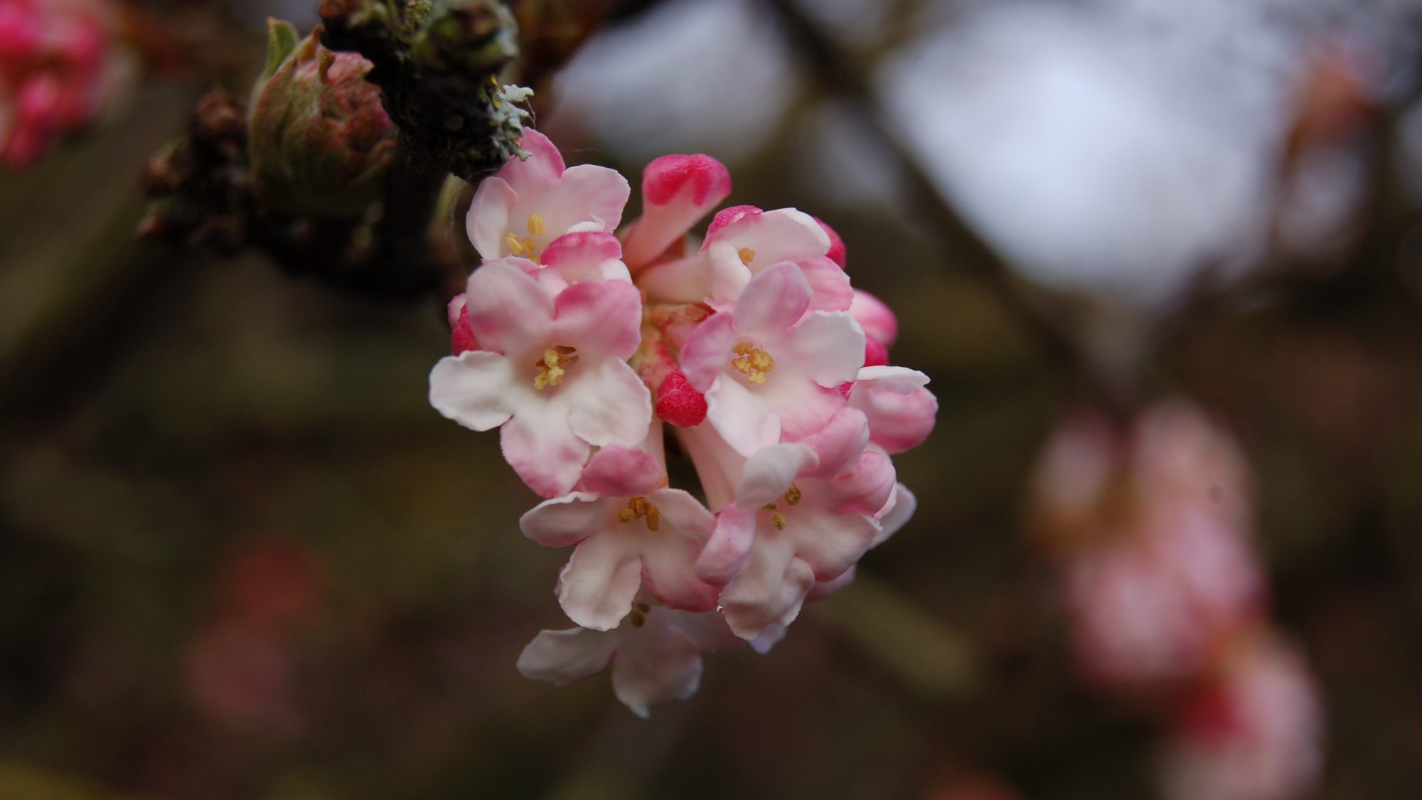 Cluster of candy pink and white, tubular flowers. 