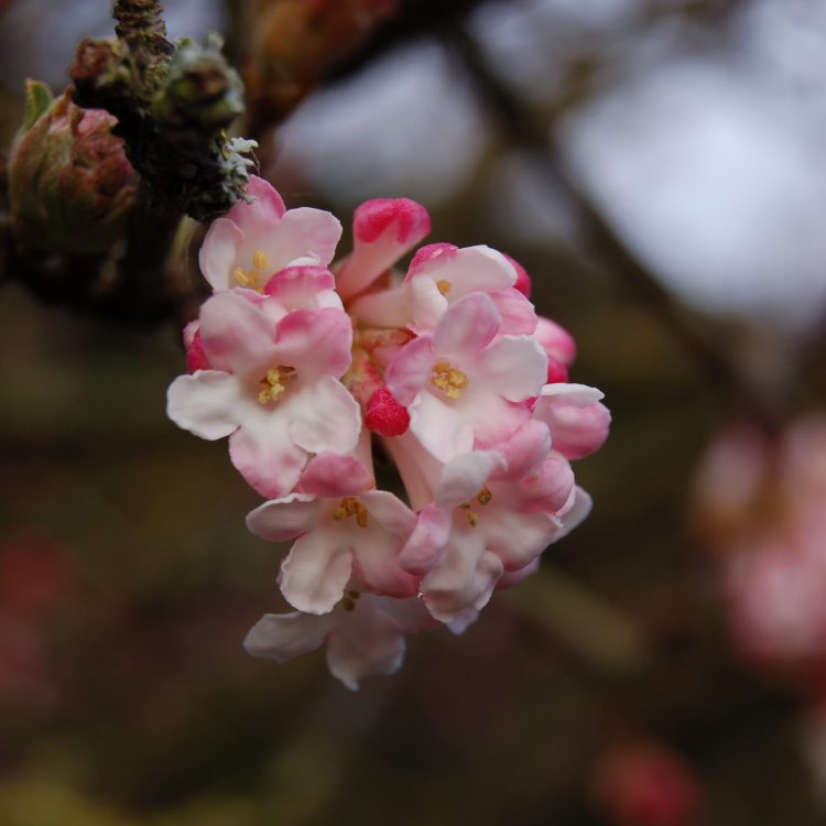 Viburnum x bodnantense ‘Charles Lamont’