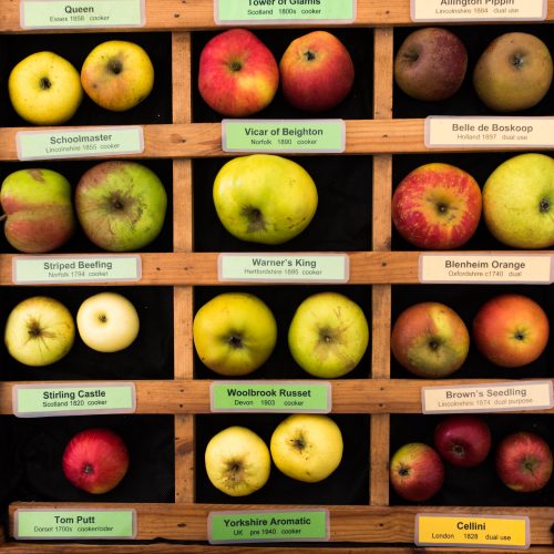 Apple Day 2023