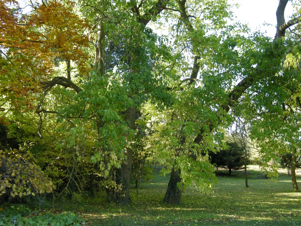 Maclura pomifera trees.